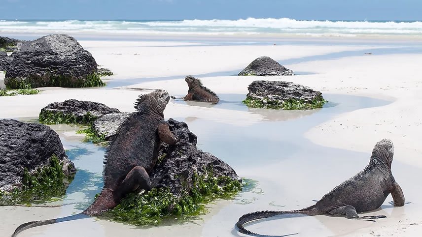 South America Revealed with Galápagos Legend North and Central Cruise
