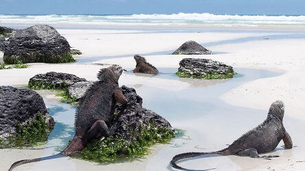 8 Day Galapagos Inner Loop Cruise (Celebrity Cruises)