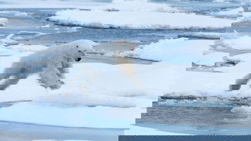 HX Arctic Expeditions