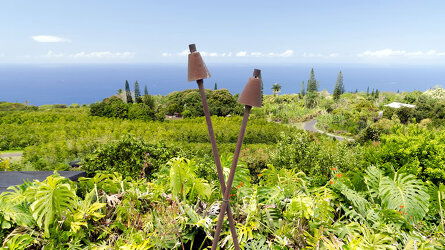 Coffee Plantations of Kailua-Kona 