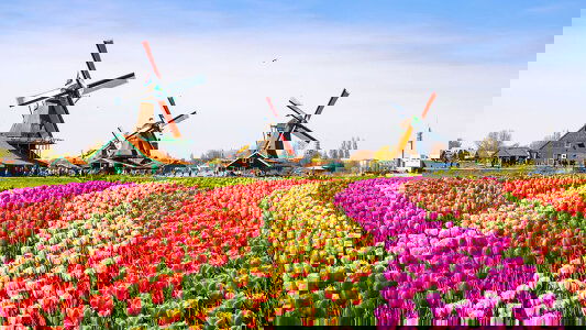 Holland & Belgium River Cruises)