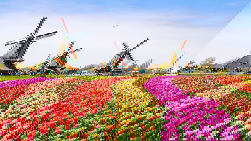 Windmills To Wineries