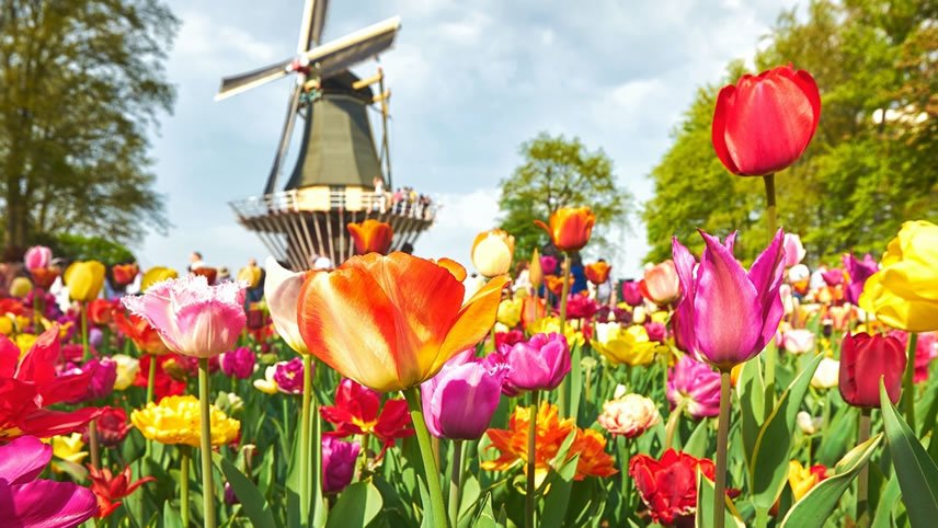 Windmills, Tulips & Belgian Delights with London and Bruges
