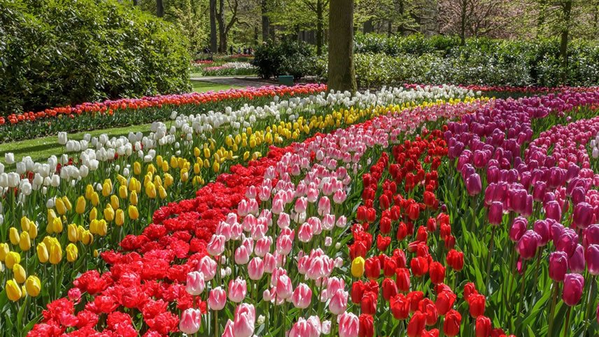 Tulip Time Cruise with Amsterdam