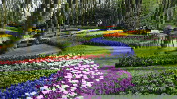 11 Day A Journey through the Netherlands, Belgium & France featuring the Keukenhof Tulip Gardens (Collette)