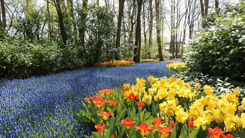 Windmills, Tulips & Belgian Delights with Bruges