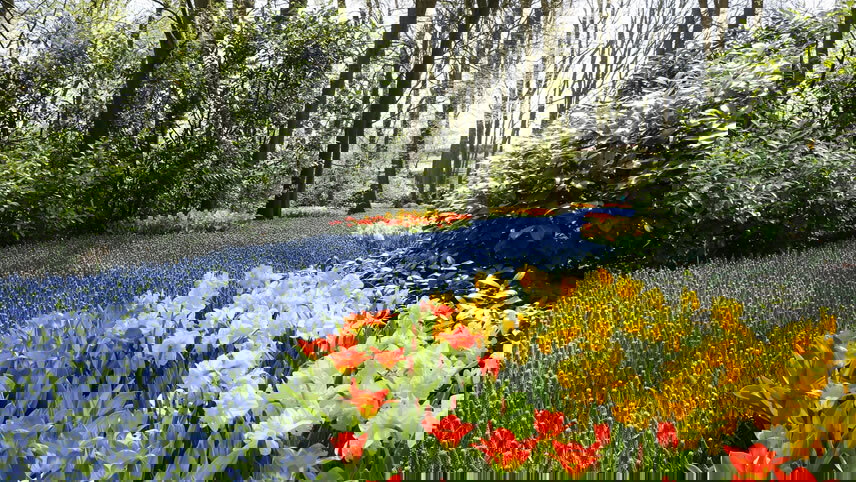 Windmills, Tulips and Belgian Delights with Romantic Rhine & Moselle