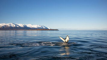 15 Day Icelandic Fjords, Scottish Highlands & Viking Trails (Holland America)