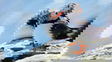 27 Day Viking Homelands & Majestic Iceland (Viking)