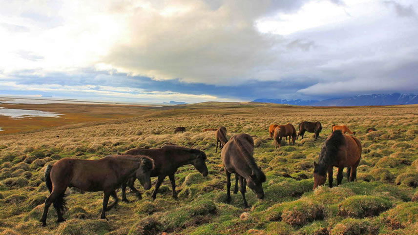 Icelandic Explorer