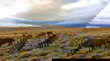 9 Day Icelandic Explorer (CIE Tours)