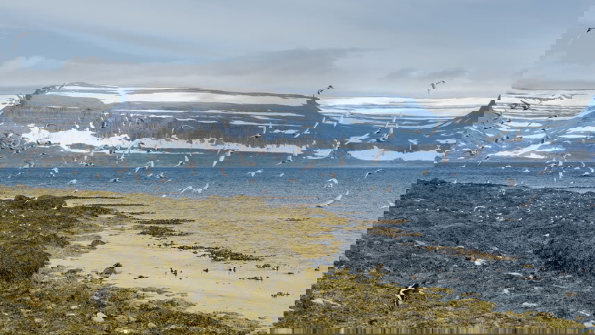 Wonders of the High Arctic: Svalbard, Greenland & Iceland