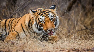 12 Day Taj, Tigers and Mumbai (On The Go Tours)