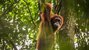 Gunung Leuser National Park