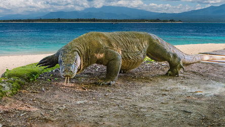 Komodo Island, Indonesia