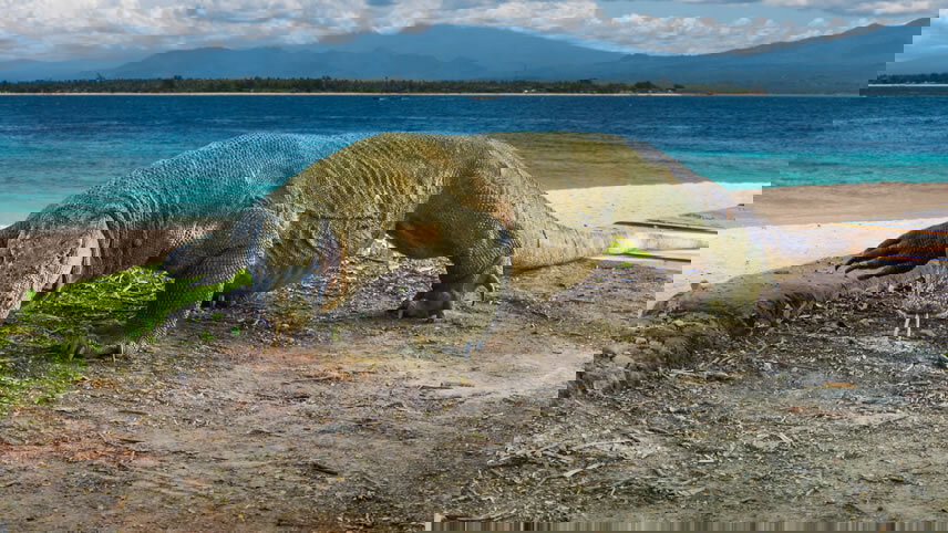 Komodo Island