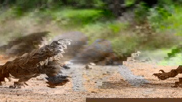 16 Day Tropical Odyssey Between Indonesia and North East Australia (Ponant)