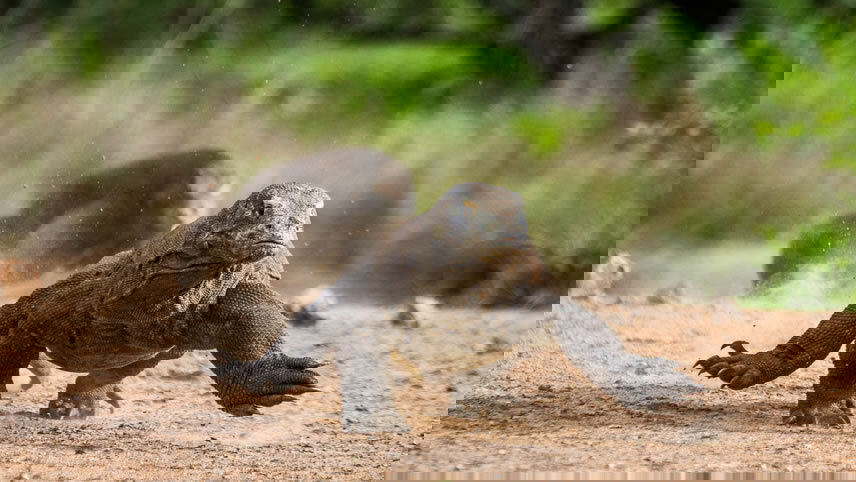 Tropical Odyssey Between Indonesia and North East Australia