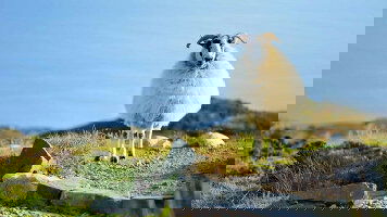 Brendan Vacations Ireland Tours