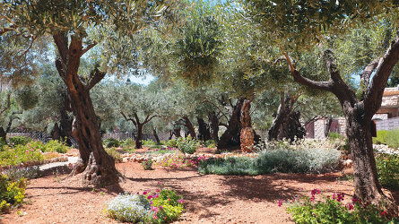 Reflect in the Garden of Gethsemane