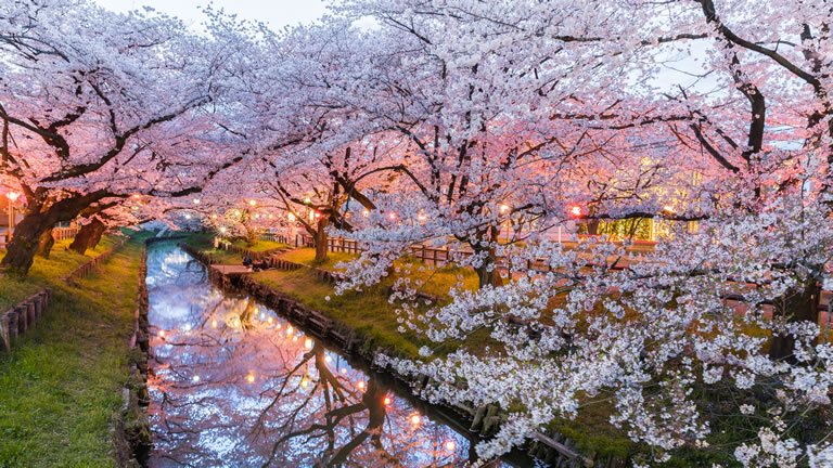 Blossoming Japan