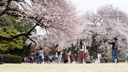 Shinjuku Gyoen, Tokyo