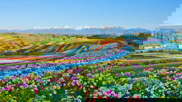 Princess Cruises Unveils Summer Japan Cruises