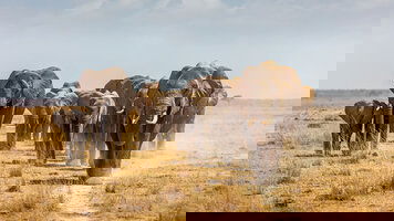 11 Day East Africa Private Safari (Globus)