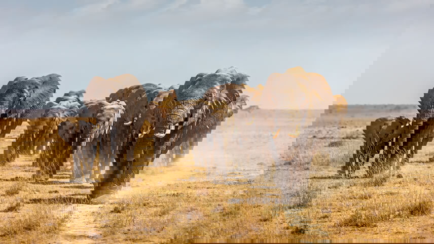 East Africa Private Safari