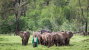 David Sheldrick Wildlife Trust