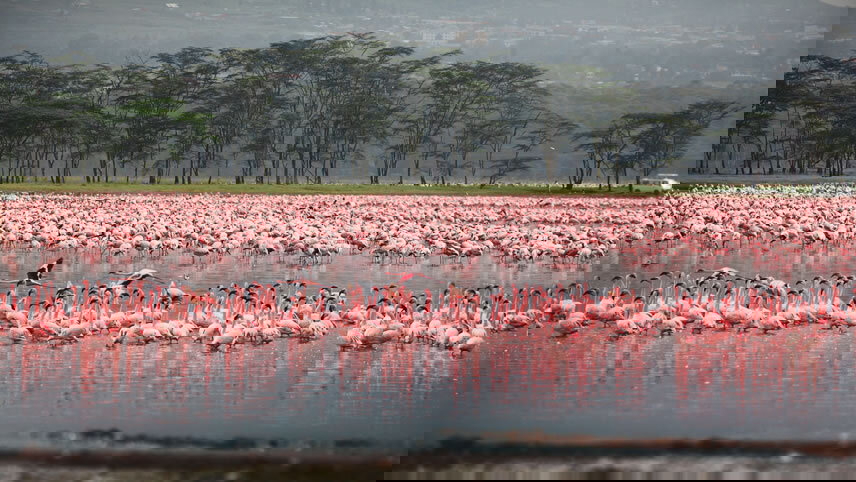 Journeys: Kenya Safari Experience