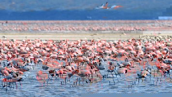 12 Day Kenya: A Classic Safari with Nairobi & Amboseli (Globus)
