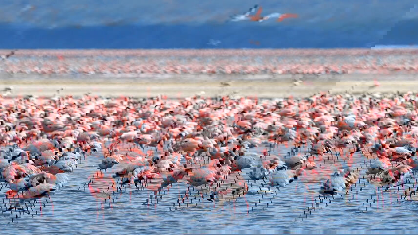 Kenya & Tanzania: The Safari Experience