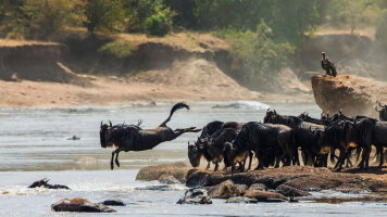 12 Day Ultimate Tour: In the Footsteps of the Great Migration (Cox & Kings)