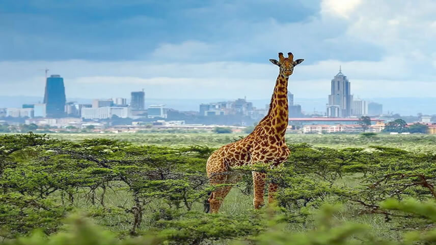 Kenya: A Classic Safari with Nairobi
