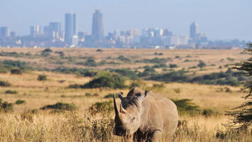 13 Day Kenya: A Classic Safari with Nairobi & Mombasa (Globus)