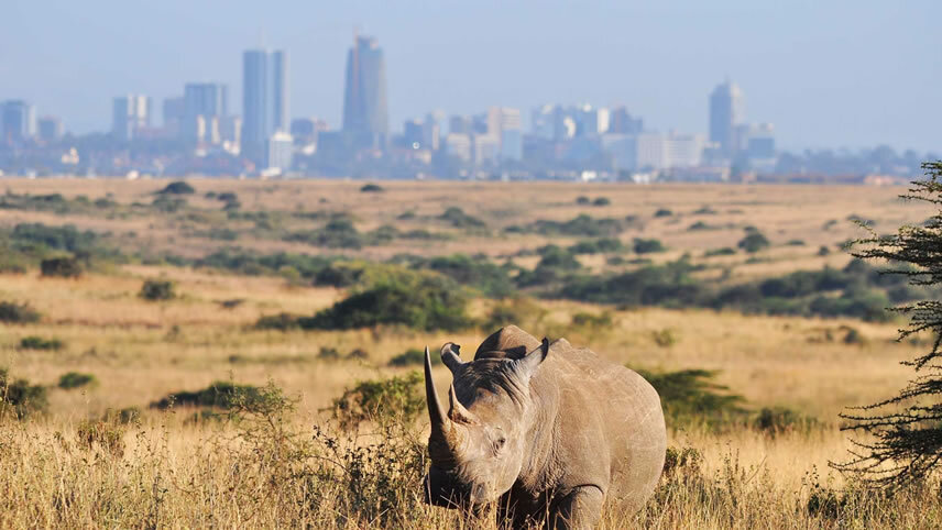 Classic Kenya Safari