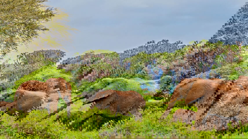 Safari, The Seychelles and Indian Ocean