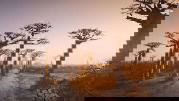 Cunard African & Indian Ocean Cruises