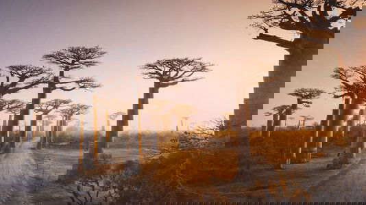 Cunard African & Indian Ocean Cruises