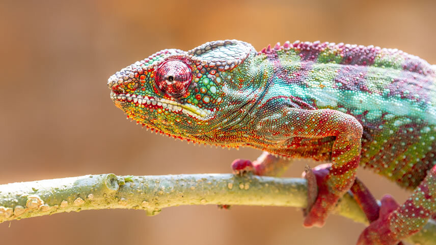 Madagascar Wildlife Adventure