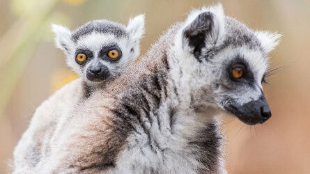 Meet the Wildlife of Madagascar