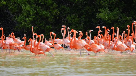 Birdwatching in Celestún