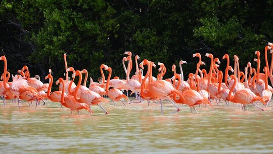 Birdwatching in Celestún