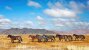 Khustai National Park