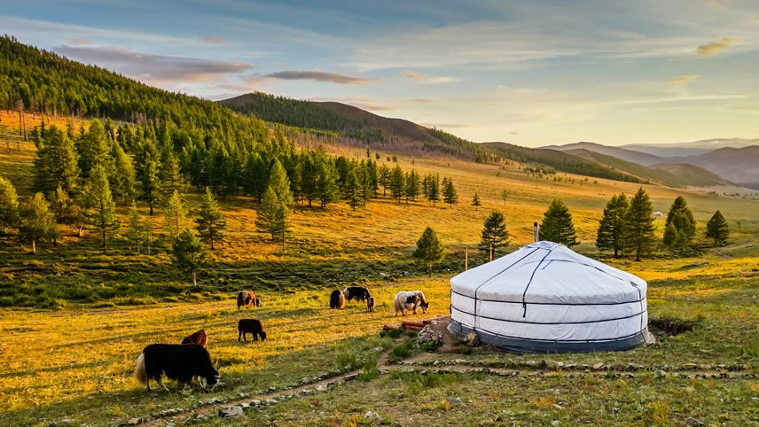 Local Living Mongolia—Nomadic Life