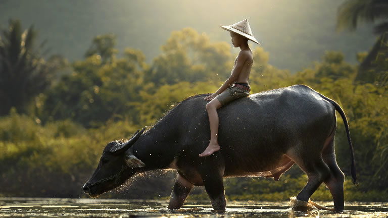 Water Buffalo, Cambodia Water Buffalo, Cambodia