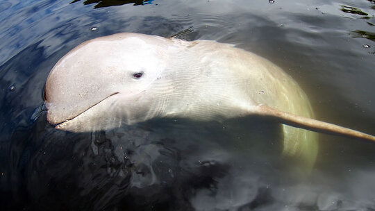 Watch for Irrawaddy Dolphins