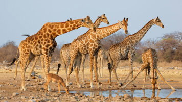 16 Day Journeys: Discover Kruger & Namibia (G Adventures)