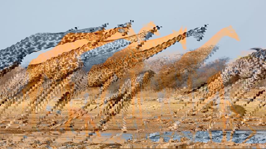 Journeys: Discover Kruger & Namibia